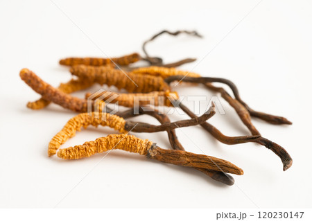 Cordyceps or Ophiocordyceps sinensis mushroom herb is fungus for used as medicine on white background. 120230147