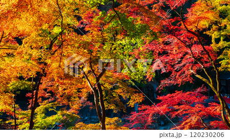 香嵐渓の紅葉 120230206