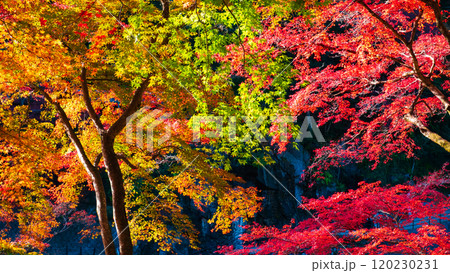 香嵐渓の紅葉 120230231