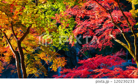 香嵐渓の紅葉 香嵐渓の紅葉 120230233