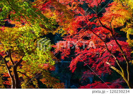 香嵐渓の紅葉 120230234