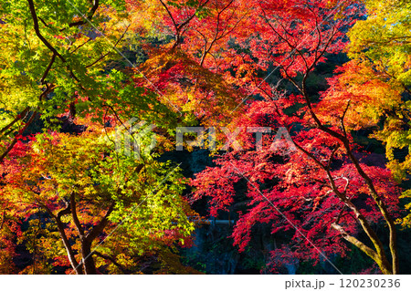 香嵐渓の紅葉 香嵐渓の紅葉 120230236