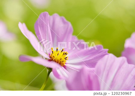 満開のコスモスの花 120230967