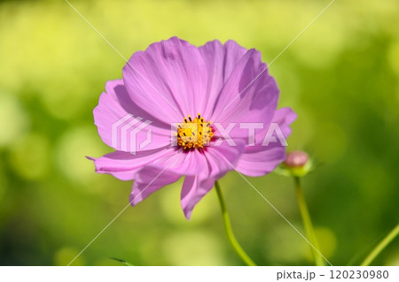 満開のコスモスの花 120230980