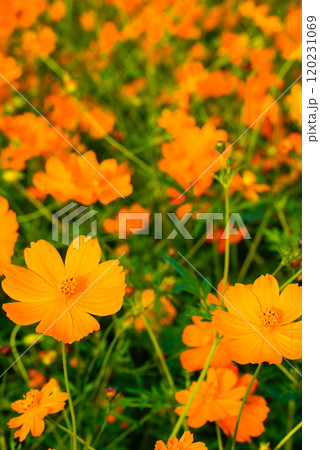 オレンジ色のコスモスが咲いています 120231069
