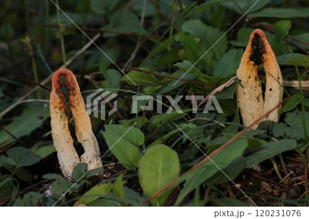 自然　茸　カニノツメ、この姿でキノコです。地面に蟹が埋まっているのではありません 120231076