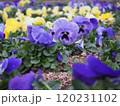 春の花壇に咲くビオラの花 120231102
