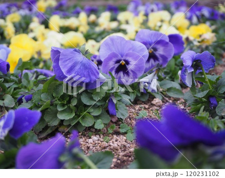 春の花壇に咲くビオラの花 春の花壇に咲くビオラの花 120231102
