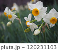 春の庭に咲くスイセンの白い花 120231103