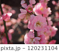 美しいピンクの梅の花 120231104