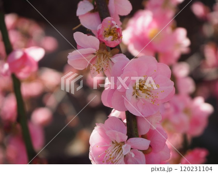 美しいピンクの梅の花 美しいピンクの梅の花 120231104