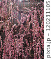 満開になったしだれ梅の花 120231105