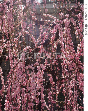 満開になったしだれ梅の花 満開になったしだれ梅の花 120231105