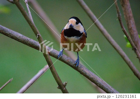 おとぼけ顔のヤマガラ おとぼけ顔のヤマガラ 120231161