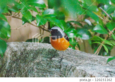 はにかんだようなジョウビタキ 120231162