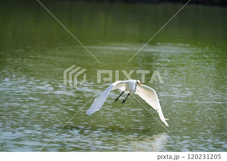 羽ばたたきが素敵なダイサギ 120231205