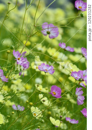 イエローキャンパス畑に咲くピンクのコスモス 120231282