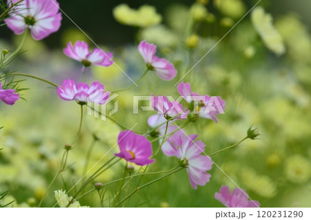 イエローキャンパス畑に咲くピンクのコスモス 120231290