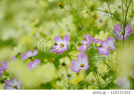 イエローキャンパス畑に咲くピンクのコスモス イエローキャンパス畑に咲くピンクのコスモス 120231302