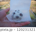 手に持った豆大福 120231321