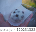 豆大福 120231322