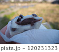 食べかけの豆大福 120231323