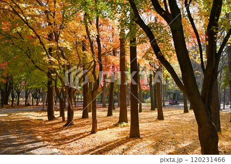 紅葉の美しい公園・梅軒市民の森【韓国/ソウル】 120231466