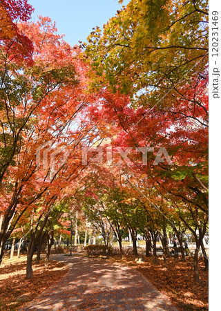 紅葉の美しい公園・梅軒市民の森【韓国/ソウル】 120231469