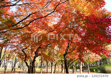 紅葉の美しい公園・梅軒市民の森【韓国/ソウル】 紅葉の美しい公園・梅軒市民の森【韓国/ソウル】 120231470