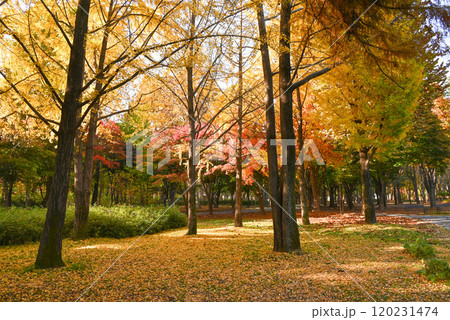 紅葉の美しい公園・梅軒市民の森【韓国/ソウル】 120231474