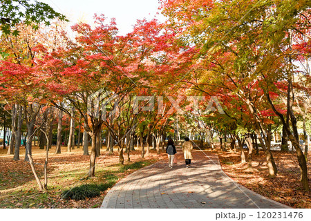 紅葉の美しい公園・梅軒市民の森【韓国/ソウル】 120231476