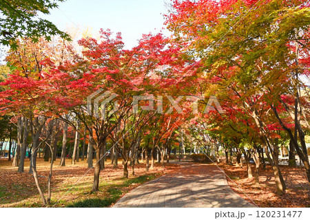 紅葉の美しい公園・梅軒市民の森【韓国/ソウル】 120231477
