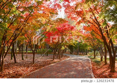 紅葉の美しい公園・梅軒市民の森【韓国/ソウル】 120231478