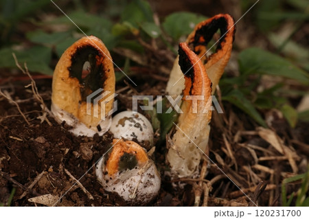 自然　茸　カニノツメ、幼菌から老菌まで。老菌になると蟹の爪状態、よく見ると手前に三又の托が・・・ 120231700