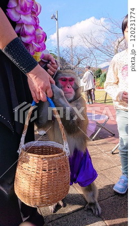 【熱海・熱海城】熱海城名物、猿回しのおサルさん 120231774