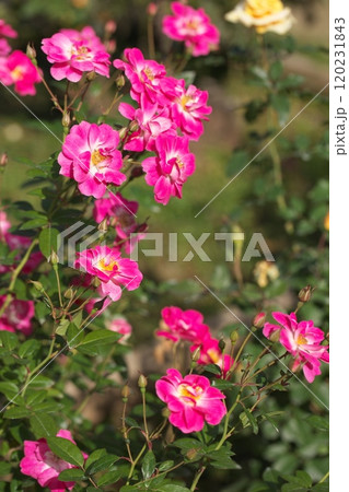 ピンク色の可愛い薔薇の花 120231843