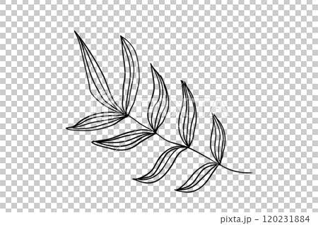 Simple floral line drawing illustration 120231884