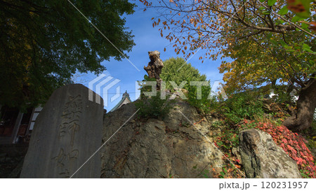 薬師寺の石割カエデ 青森県黒石市 薬師寺の石割カエデ 青森県黒石市 120231957
