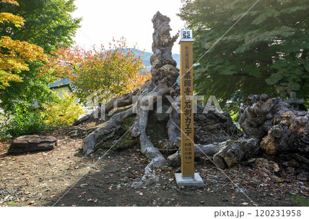 薬師寺の石割カエデ　青森県黒石市 120231958