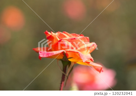 オレンジ色の薔薇の花 オレンジ色の薔薇の花 120232041
