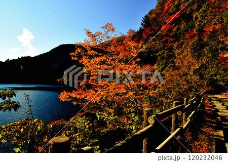 奥多摩湖いこいの路 紅葉の風景 奥多摩湖いこいの路 紅葉の風景 120232046