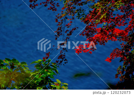 奥多摩湖いこいの路　紅葉の風景 120232073