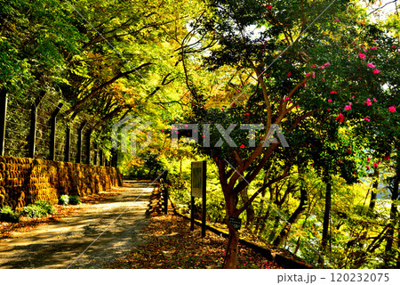 奥多摩湖いこいの路 紅葉の風景 奥多摩湖いこいの路 紅葉の風景 120232075