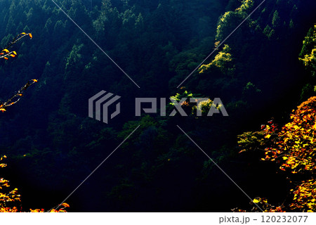 奥多摩湖いこいの路　紅葉の風景 120232077