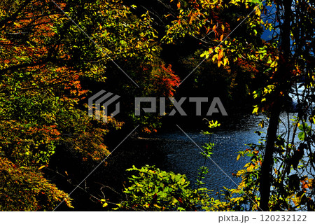 奥多摩湖いこいの路　紅葉の風景 120232122