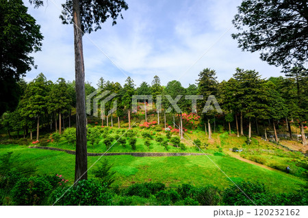 東京都青梅市　春　霞丘陵自然公園 120232162