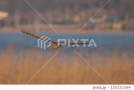 ヨシ原を飛び回るハイイロチュウヒのメス 120232164