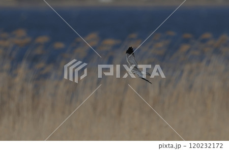 ヨシ原を飛び回るハイイロチュウヒのオス 120232172