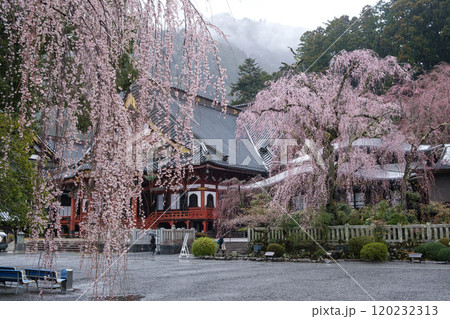 身延山　久遠寺のしだれ桜 120232313