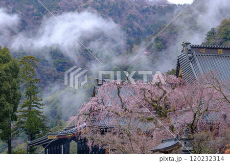 身延山　久遠寺のしだれ桜 120232314